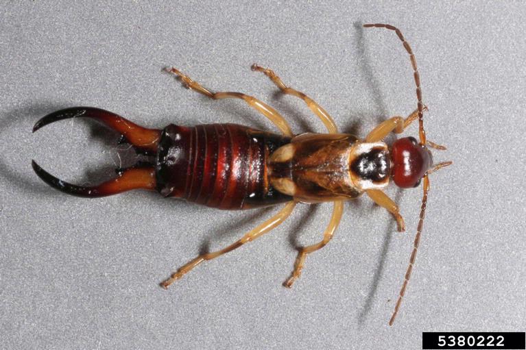 earwig picture 3